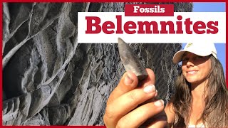 What’s a BELEMNITE  Did You Find a Fossil Squid [upl. by Bouldon]