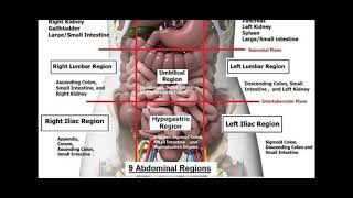 9 Abdominal Regions [upl. by Arlena712]