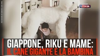 Dal Giappone lincredibile storia di Riku e Mame il cane gigante e la bambina [upl. by Ahsekat]