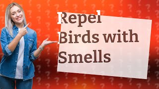 What Smells Can Effectively Repel Birds [upl. by Anavahs890]