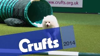 Agility  Crufts Team  Small Final  Crufts 2014 [upl. by Isdnil]