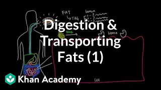 Digestion Mobilization and Transport of Fats  Part I [upl. by Notlef]