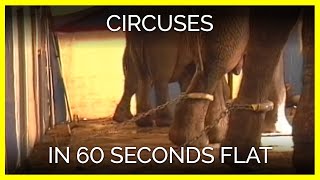 Circuses in 60 Seconds Flat [upl. by Atteuqram]