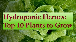 10 Best Plants to Grow in Aerogarden  Hydroponics  Tips  Germination  Nutrients [upl. by Kieger]