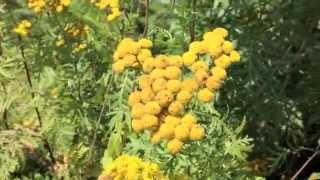 Plants To Know Tansy [upl. by Dulci]