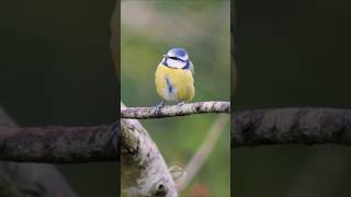 Real Birds  Precious Blue Tit in early Winter shorts [upl. by Sean473]