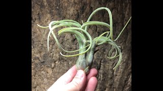 Tillandsia  The Wonder of Air Plants [upl. by Aicila]