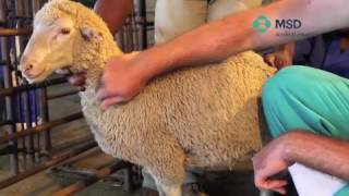 Sheep Subcutaneous Injection technique [upl. by Leina]