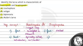 Identify the larva which is characteristic of Gastropoda and Scaphopoda  A trochophore B ve [upl. by Emee]