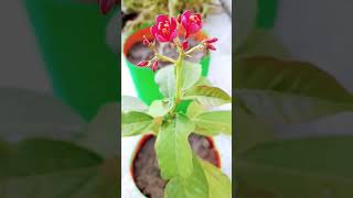 Jatropha Flowering Plant [upl. by Longo493]