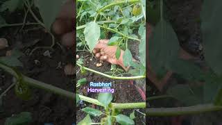 Physalis Rasbihari my home 🏠 garden 🎋 [upl. by Manning]