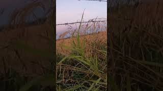 Sandhill Crane hunting on opening day waterfowlhunting sandhillcranes hunting [upl. by Orgell]