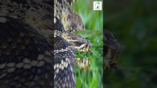 👀🐍 CloseUp Of Rattlesnake Hissing and Rattling shorts animals snakes rattlesnake wildlife [upl. by Jolanta]