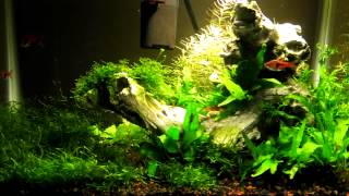 5 Gallon Planted Aquarium Update [upl. by Draillih52]