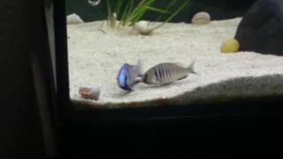 Placidochromis electra Likoma  Breeding [upl. by Gavin647]