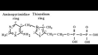 Coenzyme and Reactive Moieties of Vitamin B1 Thiamine Thiamine Pyrophosphate  Thiazolium ring [upl. by Magner]