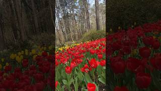 premika ne pyar se jo bhi de diya 🌷hotspring song music love nature tulipfestival bollywood [upl. by Ramsay]