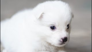 Pomeranian puppies sale  pom for sale  Spitz sale kerala  home delivery available  pom sale [upl. by Curley]