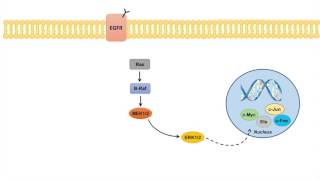 Ras Raf MEK ERK Signaling Pathway  Overview Regulation and Role in Pathology [upl. by Dempsey]