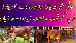 world famous sahiwal cowsdairy and cattle farm sahiwal and cholistani cow farming business [upl. by Llatsyrc]