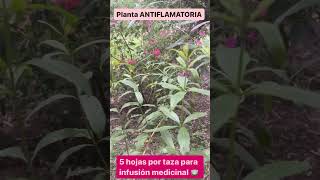 La PLANTA Aromática Más EXQUISITA y Fácil de Cuidar [upl. by Dlarrej269]