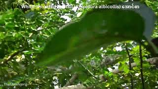 Whitethroated Fantail Rhipidura albicollis အောင်စာ  Myanmar Bird Videos  Myanmar Bird Movies [upl. by Akiem]