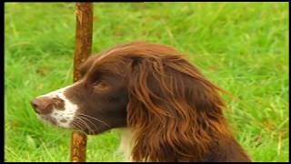 MODERN GUNDOG TRAINING SPRINGER SPANIEL PART 1 [upl. by Les548]