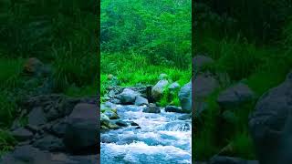 3D Birdsong Full video klick channel logo nature relax shorts [upl. by Nylra121]