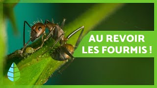 Comment ÉLIMINER LES FOURMIS dans le JARDIN 🐜🌳 10 Remèdes maison et écologiques [upl. by Joete]