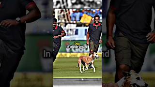 Meanwhile God Alian Lion king in cricket Ground 😎🔥shorts youtubeshorts [upl. by Birdie]