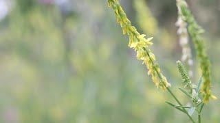 SWEET CLOVER Melilotus officinalis [upl. by Derf302]