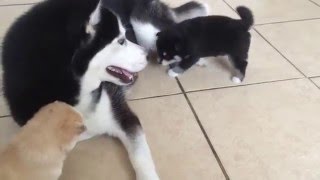 Pomsky puppies playing with their mother Athena [upl. by Nitreb]