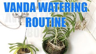 My Windowsill Vanda Watering Routine  „Soaking Till Saturation“ Once a Week [upl. by Norbie]