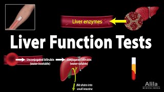 Liver Function Tests LFTs Animation [upl. by Nylsor556]