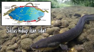 Siklus Hidup Ikan Sidat [upl. by Htebaile100]