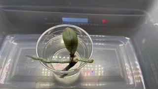 How to Propagate Phalaenopsis Orchids from Stem Cuttings  Phalaenopsis Orchid Propagation from Stem [upl. by Atiuqel]