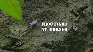 Frog Fight l Staurois guttatus l Sarawak l Borneo [upl. by Wang]