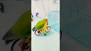 Parrot smart 😂🤣 show parrotshorts shorts [upl. by Erbua11]