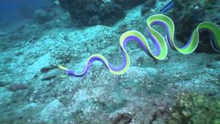 Amazing Rhythmic Gymnast No an amazing Ribbon Eel [upl. by Hudson]