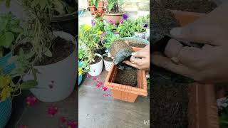 Dianthus plants repotting repotting reels shortvideo [upl. by Airekal625]