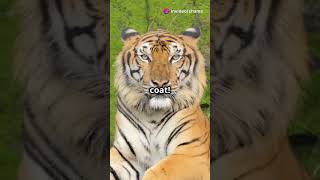 Indochinese Tiger Facts The Elusive Striped Predator of Southeast Asia facts animalfacts [upl. by Hertz]