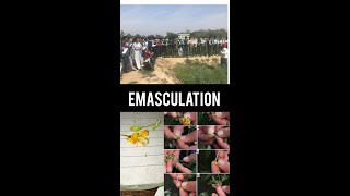 Emasculation  Chandra Bhanu Gupt Krishi Mahavidyalaya college farm  Practical Doing emasculation [upl. by Winstonn117]