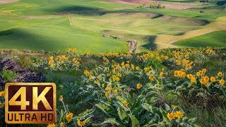 Yellow Spring Flowers at Steptoe Butte State Park  4K Spring Relax Video  7 Hours Video [upl. by Auerbach]