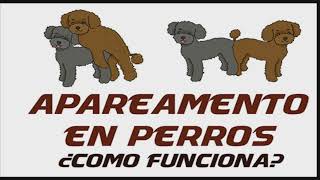 Apareamiento en perros [upl. by Ardnossac]