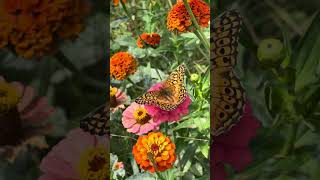 Variegated Fritillary butterfly on the first day of Autumn [upl. by Anaela]