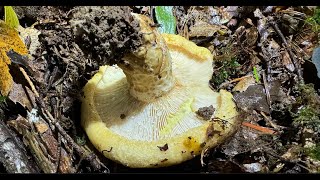 Lactarius scrobiculatus September 29 2024 [upl. by Correna]