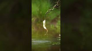 Battle of the dragon 🐲💪😱hubsunitedragodhayomotojawdroppingshots nature predatorfish arwana [upl. by Benil310]