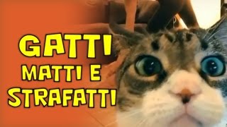 GATTI MATTI E STRAFATTI  DIVERTENTE [upl. by Kcirdnekel]