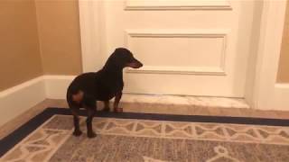 Crusoe the Dachshund Arrives at the Boston Harbor Hotel [upl. by Yttam]