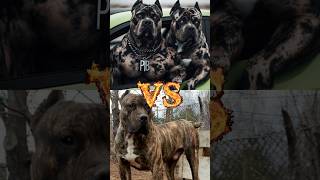 Pitbull VS Cone corco VS Ruttweiler pitbull [upl. by Nelaf]